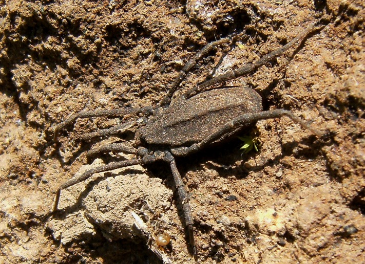 Trogulidae:  Trogulus sp.